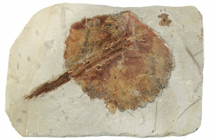 Fossil Leaf (Zizyphoides) - Montana #196804